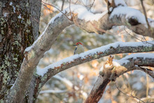 A Red Bellied Woodpecker (Melanerpes Carolinus) Perched On A Tree Branch In Winter