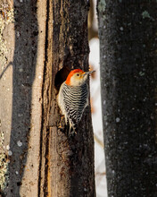 A Red Bellied Woodpecker (Melanerpes Carolinus) Perched On A Tree Trunk 