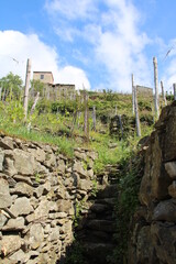 Wall Mural - Hiking the Cinque Terre | From Vernazza to Corniglia, Vineyard