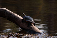 A Turtle Sitting On A Submerged Tree Trunk In A Pond In Spring
