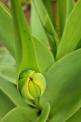 Wall Mural - Close Up Macro of Green Tulip Bud in Sping in Garden