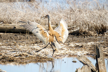 A male sandhill crane forages for food and then flies away