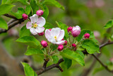 Fototapeta Kwiaty - kwiaty jabłoni, kwiaty drzewa jabłoni, kwitnąca jabłoń macro 