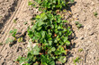 truskawki, uprawa truskawek, roślina truskawki, krzaczek truskawkowy, truskawka, rzędy truskawek, sad truskawkowy, uprawianie truskawki,  
