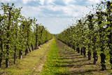 Fototapeta  - Sad owocowy, drzewa jabłoni, jabłka, kwiaty jabłoni, kwiaty drzewa jabłoni, kwitnąca jabłoń 