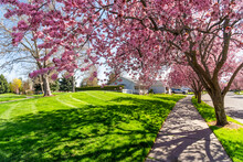 A Suburban Tree Lined Street Of Homes In As Subdivision At Spring With Cherry Blossom Trees In Full Pink  Bloom Shading The Sidewalks.