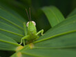 Rice grasshopper nimfa on the palm leaf