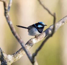 Side View Of A Male Superb Fairy Wren Perched On A Branch