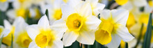 Signs Of Spring, Closeup Of A Bunch Of White And Yellow Daffodils Growing In A Garden
