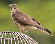 Grey-faced Buzzard Rests On A Light