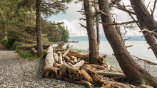 Logs And Driftwood Provide Natural Breakwater On French Beach, BC, Shore Trail.