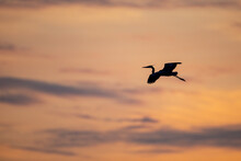A Great Blue Heron Glides Above The Mississippi River At Sunset Near The Heron Rookery In Minneapolis Minnesota