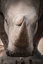 Close Up Of Rhino Head
