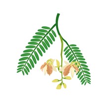 Vector Illustration Of Tamarind Flower Or Tamarindus Indica, With Green Leaves, Isolated On A White Background.