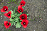 Fototapeta Tulipany - siedem kwitnących wiosną tulipanów czerwonych
