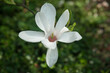 kwitnąca magnolia w słońcu
