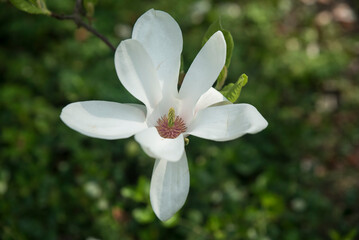 Wall Mural - kwitnąca magnolia w słońcu