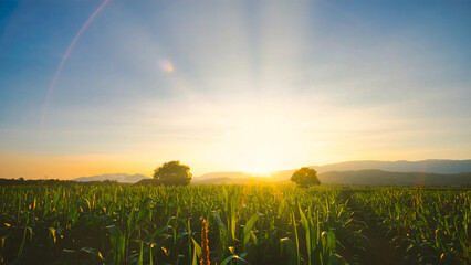 Wall Mural - maize corn crops in agricultural plantation in the evening with sunset, cereal plant, animal feed agricultural industry, Beautiful landscape