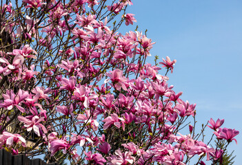 Poster - Beautiful magnolia tree blossom in spring. Pink magnolia flowers on a tree branch.