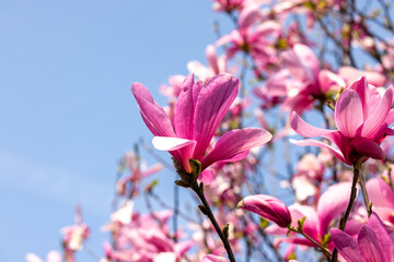 Poster - Beautiful magnolia tree blossom in spring. Pink magnolia flowers on a tree branch.