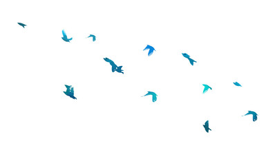 A flock of blue birds. Vector illustration