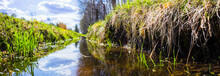 Beautiful Natural Panoramic Rural Landscape. Blooming Wild Tall Grass On The Bank Of A Shallow Stream With Blue Water In Nature. Pastoral Landscape. Selective Focus In The Foreground.