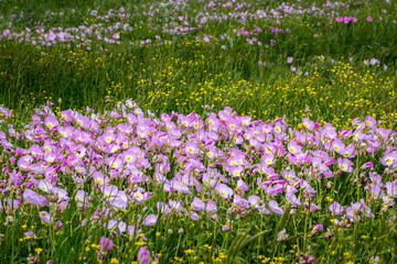 Wall Mural - lovely field of flowers