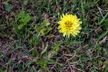 Wall Mural - dandelions in the grass by itself