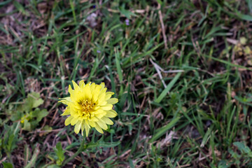Wall Mural - dandelion in the grass