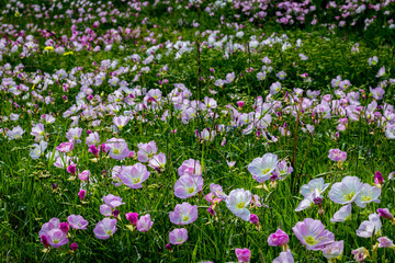 Wall Mural - walking in a field of flowers