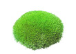 Green tuft leucobryum moss isolated on white background. Leucobryum glaucum mosses cutout for design