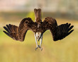 Diving osprey with wings out