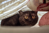 Fototapeta Pomosty - frightened cat hides under blanket