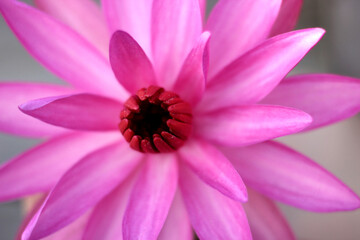 Close up of full bloom pink lotus