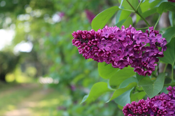 Wall Mural - Close-up of Lilac blossoms and flowers on branch on springtime. Syringa vulgaris in bloom 