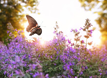 Beautiful Flying Butterfly And Wild Purple Flowers In Summer Garden, Sunny Natural Abstract Background. Romantic Floral Landscape With Floral Meadow And Butterflies. Gentle Dreamy Artistic Image