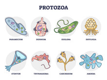Protozoa Division Collection As Single Cell Eukaryote Biological Outline Set. Labeled Educational Closeup Scheme With Paramecium, Didinium, Euglena, Difflugia, Stentor And Amoeba Vector Illustration.