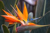 Fototapeta Kwiaty - Strelicja królewska – Rajski Ptak, tworzy piękne i oryginalne kwiaty