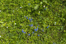 Green Grass With Tiny Blue Flowers Background, Natural Green Lawn Top View