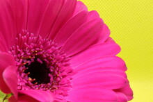 Close Up Of Pink Gerber Daisy With Yellow Background