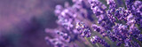 Banner with soft focused Lavender flowers at sunset Blooming Violet fragrant lavender flower summer landscape Growing Lavender, harvest, perfume ingredient, aromatherapy Lavender field lit by sunlight