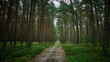 Sandy road in the middle of dense coniferous forest, Tuchola Forest, Poland