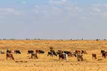 Herd Of Zebu Cattles On A Pasture In Tanzania
