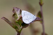 Motyl modraszek wieszczek na wiosennej łące