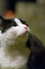 Wild cat living in a Japanese shrine