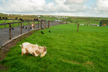 Scene in an open farm or zoo. Funny looking goat and pack of crow eating snack left by visitors. Green grass field and short fence. Cloudy sky.