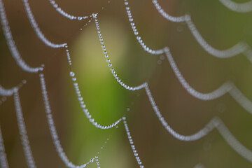  Spinnennetz