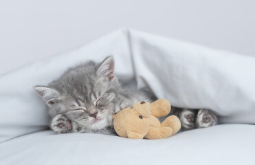 Canvas Print - Cute tiny kitten sleeps with favorite toy bear under warm white blanket on a bed at home