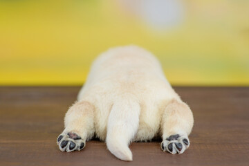 Cute golden retriever puppy lies in back view. isolated on white background