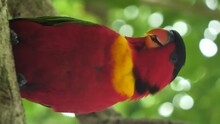 Vertical Shot Of Chatting- Talking Parrot Called Kennedy On The Tropical Named Kennedy Island In The Solomon Islands. Funny